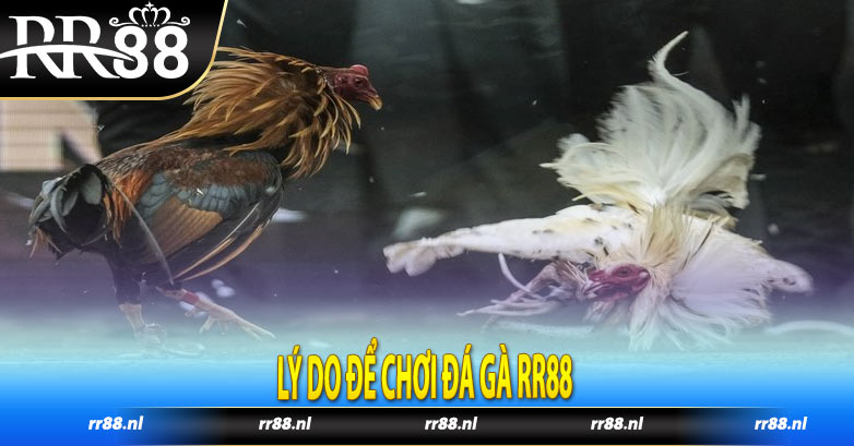 Lý do để chơi đá gà RR88 